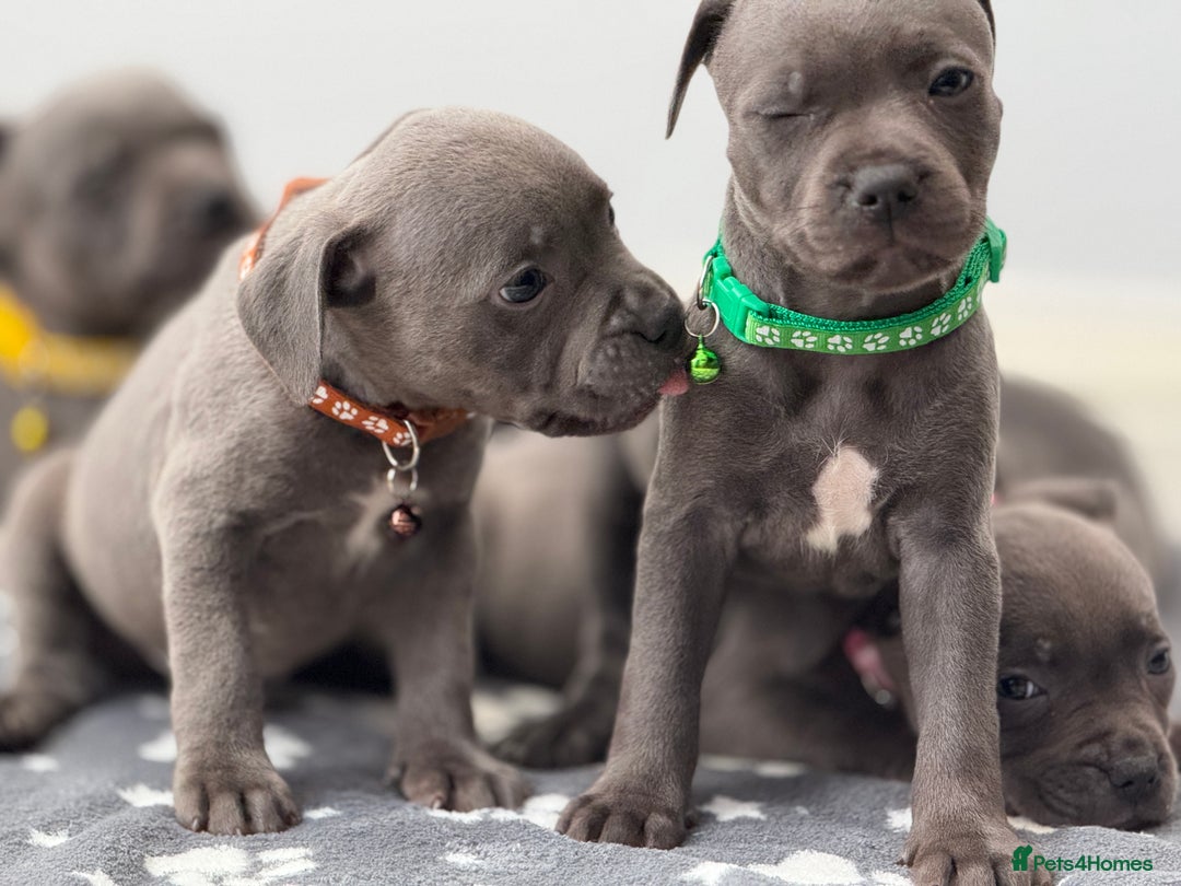 Staffordshire Bull Terrier dogs for sale: Beautiful Babies Ready to Leave  - Image 10