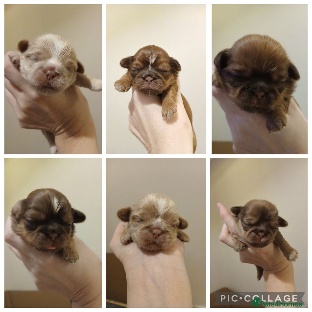 Shih Tzu dogs for sale: 🍫CHOCOLATE KC REG IMPERIALS BEST LINES🍫 - Advert 1