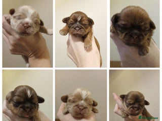 Shih Tzu dogs 🍫CHOCOLATE KC REG IMPERIALS BEST LINES🍫 - Advert 3