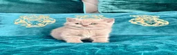 British Shorthair cats for sale: 🇬🇧👑🇬🇧💙British Shorthair😻💙Gccf chunky girls - Advert 8