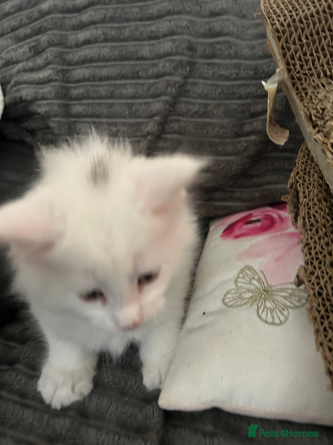 Maine Coon cats for sale: Kittens  - Image 6
