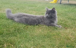 Russian Blue cats for sale: Longhaired Russian Blue Female - Image 2
