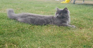 Russian Blue cats - Advert 5