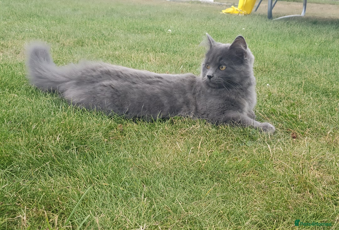 Russian Blue cats for sale: Longhaired Russian Blue Female - Image 2