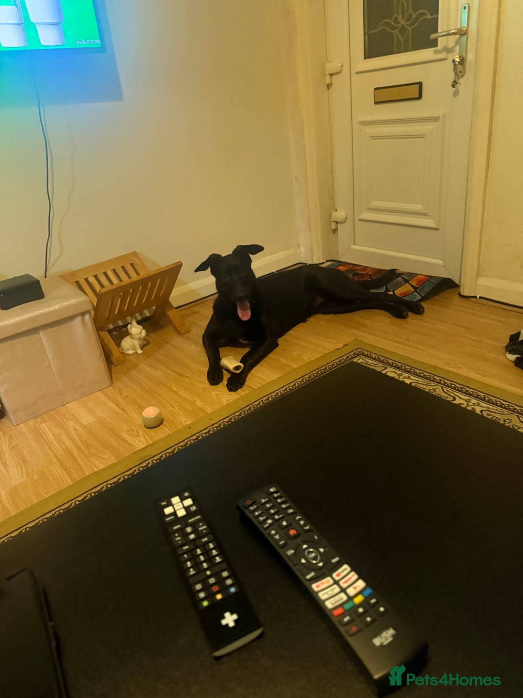 Belgian Shepherd Dog dogs for sale: For sale  - Advert 1