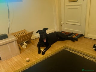 Belgian Shepherd Dog dogs For sale - Advert 2