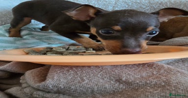 Miniature Pinscher dogs - Advert 12