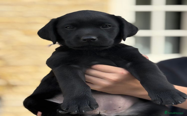 Labrador Retriever dogs - Advert 2