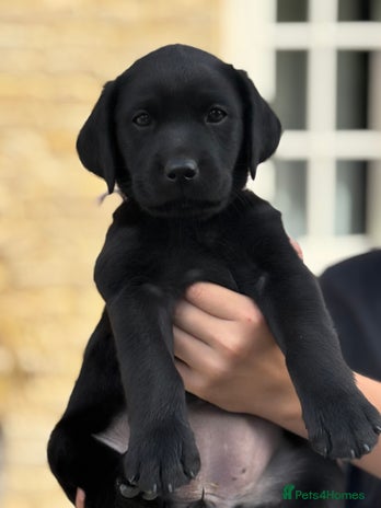 Labrador Retriever dogs - Advert 2