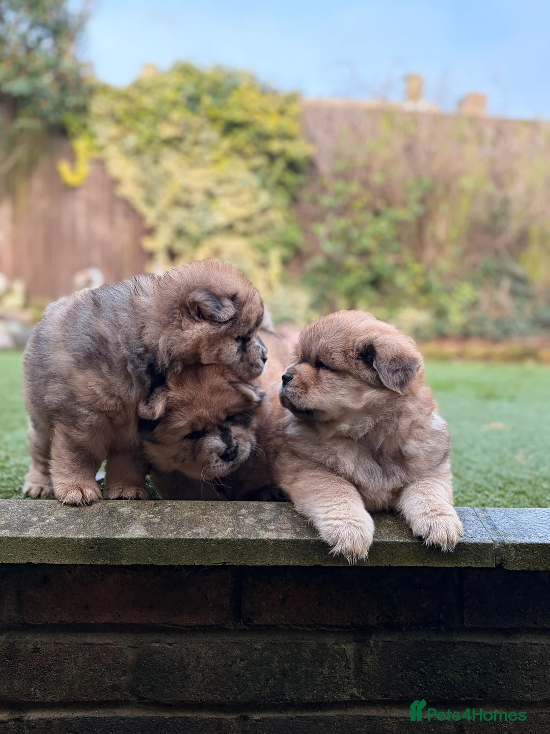 Chow Chow dogs for sale: 2 LEFT Merle Chowchow Puppies  - Advert 5