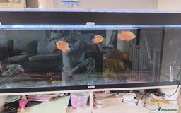 Cichlids fish for sale: Baby Oscar, x2 red spot secures and birchur - Image 1