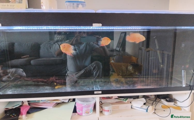 Cichlids fish - Advert 1