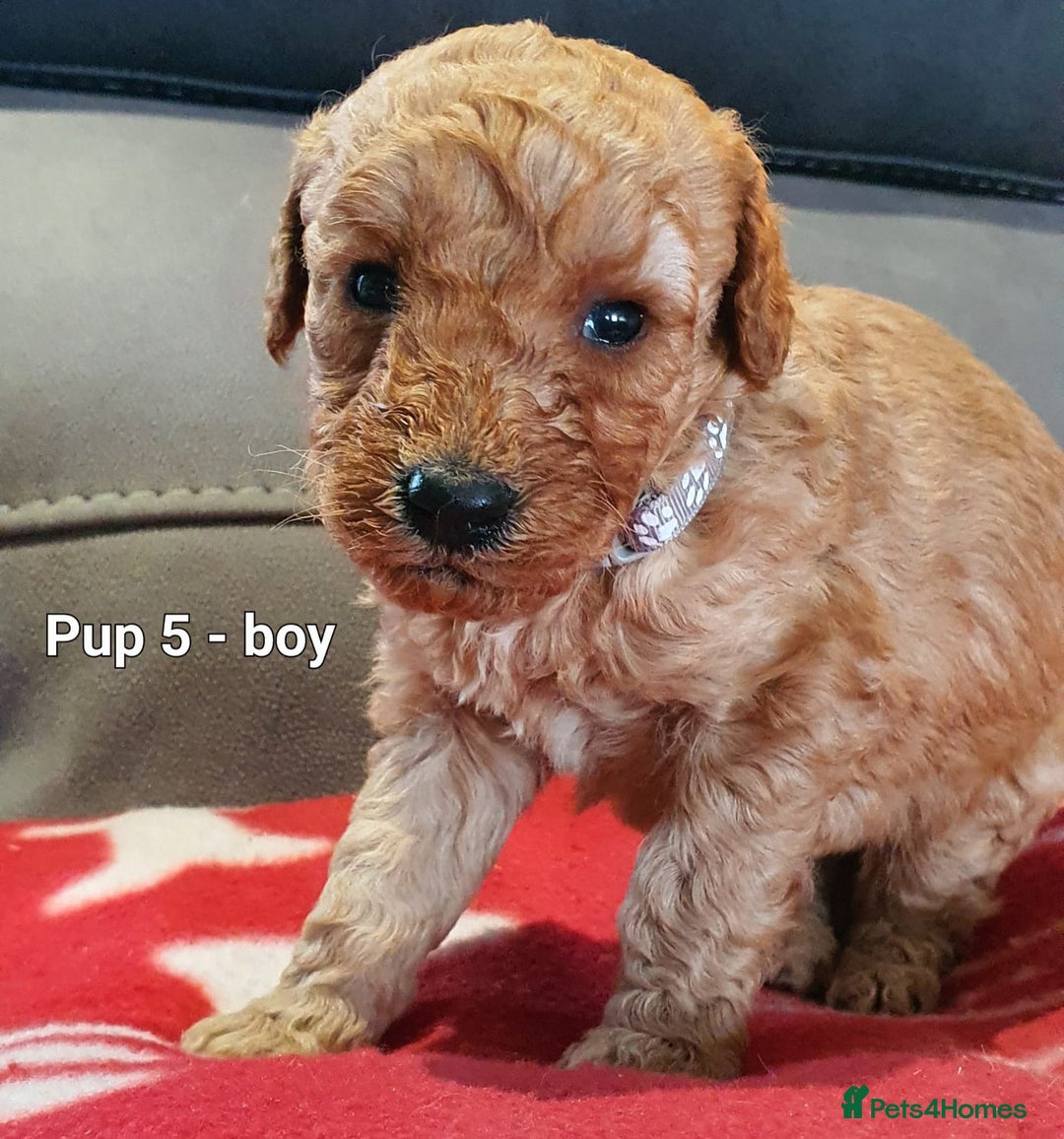 Goldendoodle dogs for sale: F1B Miniature Golden Doodles - Advert 11