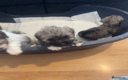 Lhasa Apso dogs for sale: Lhasa apso puppies  - Image 3