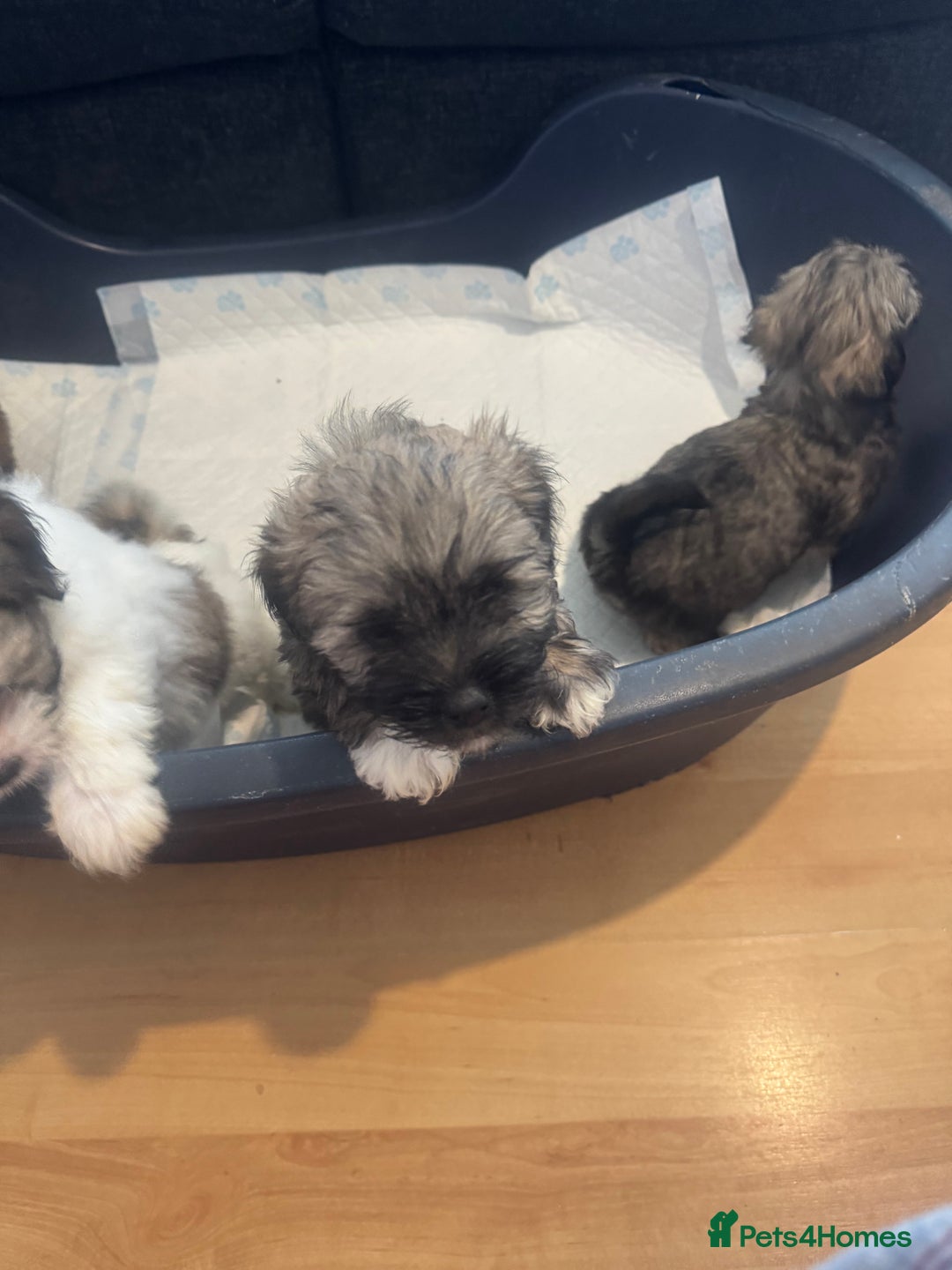Lhasa Apso dogs for sale: Lhasa apso puppies  - Image 3