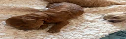 Maltipoo dogs for sale: 🐾 F1b Maltipoo Puppies Available – Bingham 🐾 in Nottingham - Advert 5