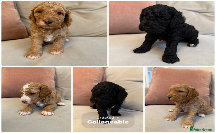 Australian Labradoodle dogs - Advert 1