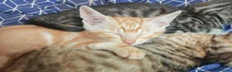Mixed Breed cats for sale: Best Friends in Training! Bengal x sphynx  - Advert 16