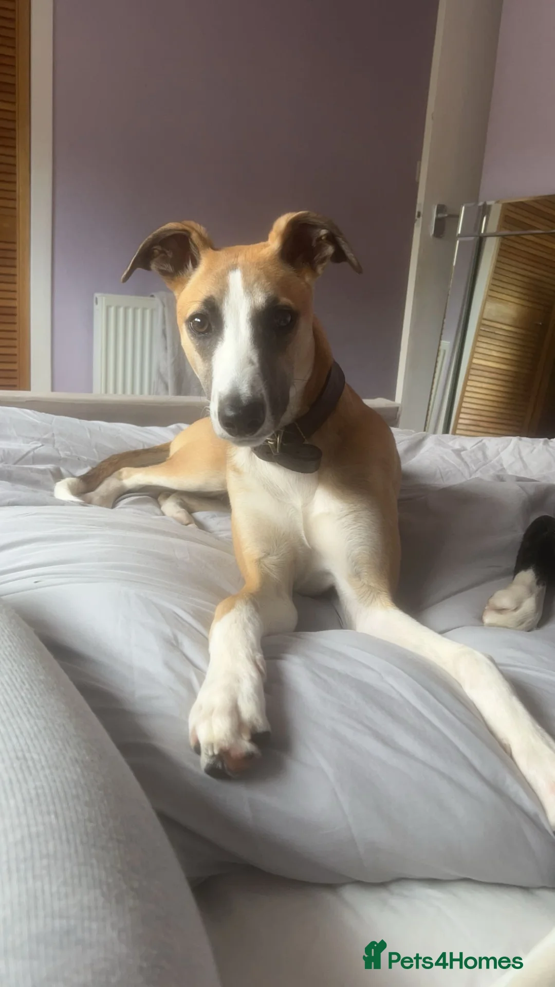 Lurcher dogs for stud: Lurcher for stud - Advert 27