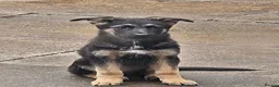 German Shepherd dogs for sale: German shepherd's  - Advert 6