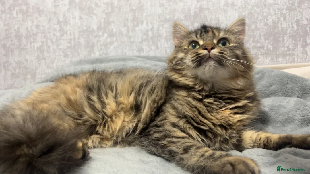 Mixed Breed cats for sale: maine coon x British short hair  - Advert 10