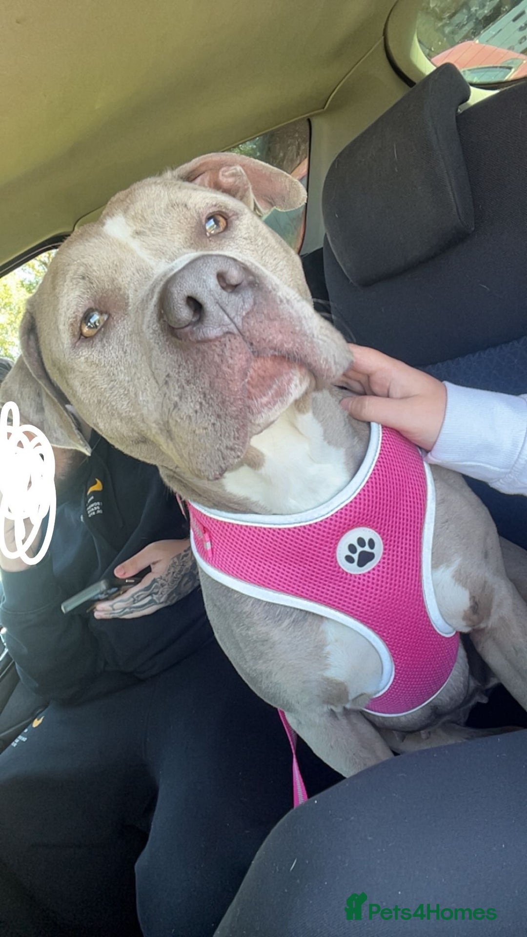 American Bulldog dogs for sale: American bulldog cross staff - Image 2