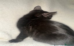 Bengal cats for sale: Beautiful bengals  - Advert 6