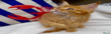 Maine Coon 1
