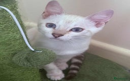 Bengal cats for sale: TICA registered bengal female kitten  - Image 11