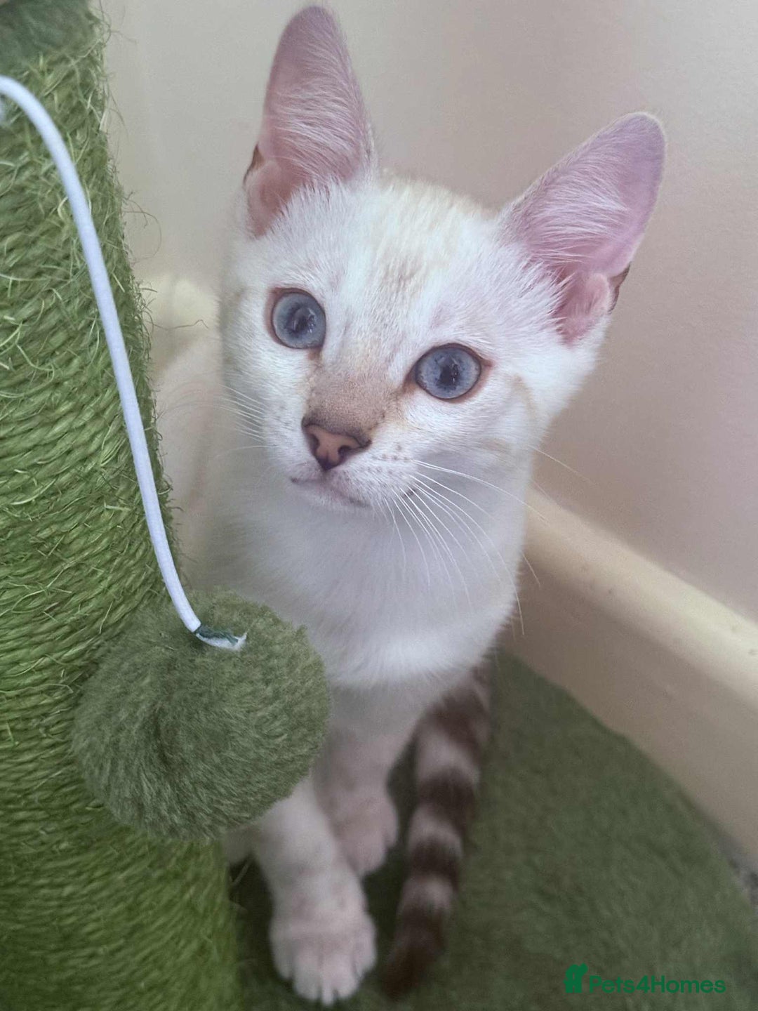 Bengal cats for sale: TICA registered bengal female kitten  - Image 11