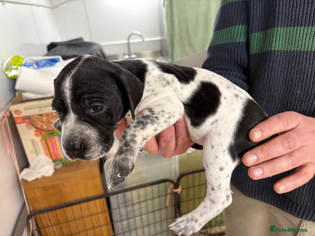 Pointer dogs for sale: English Pointer Puppies available 8th January  - Advert 17