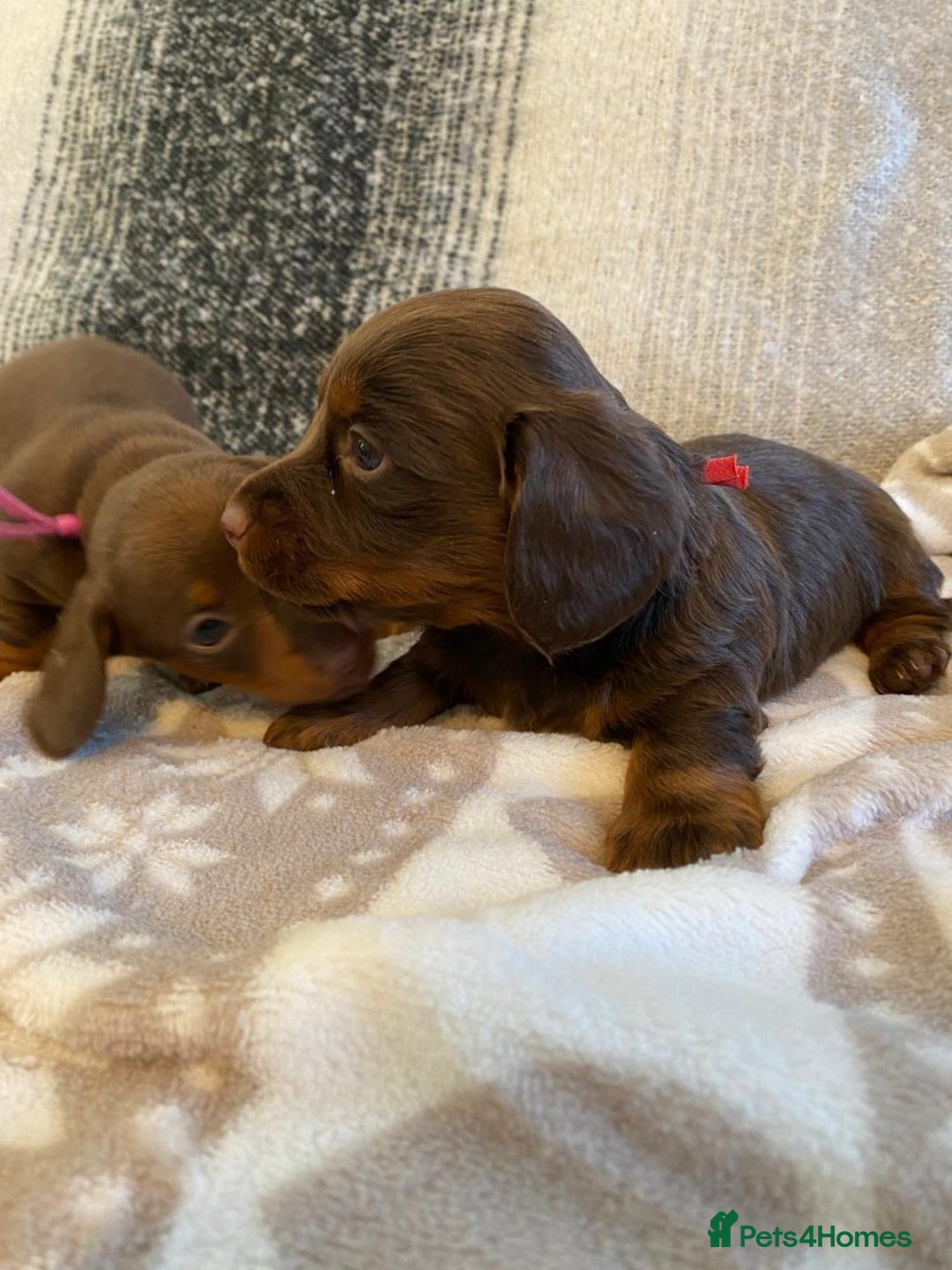 Miniature Dachshund dogs for sale: Miniature Dachshund Puppies Chocolate and Tan KC - Advert 9