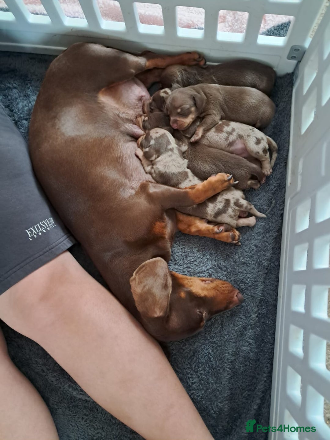 Dachshund dogs for sale: 4 absolutely gorgeous dachshund girls  - Advert 10