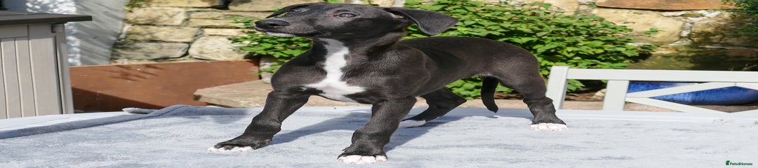Hugo