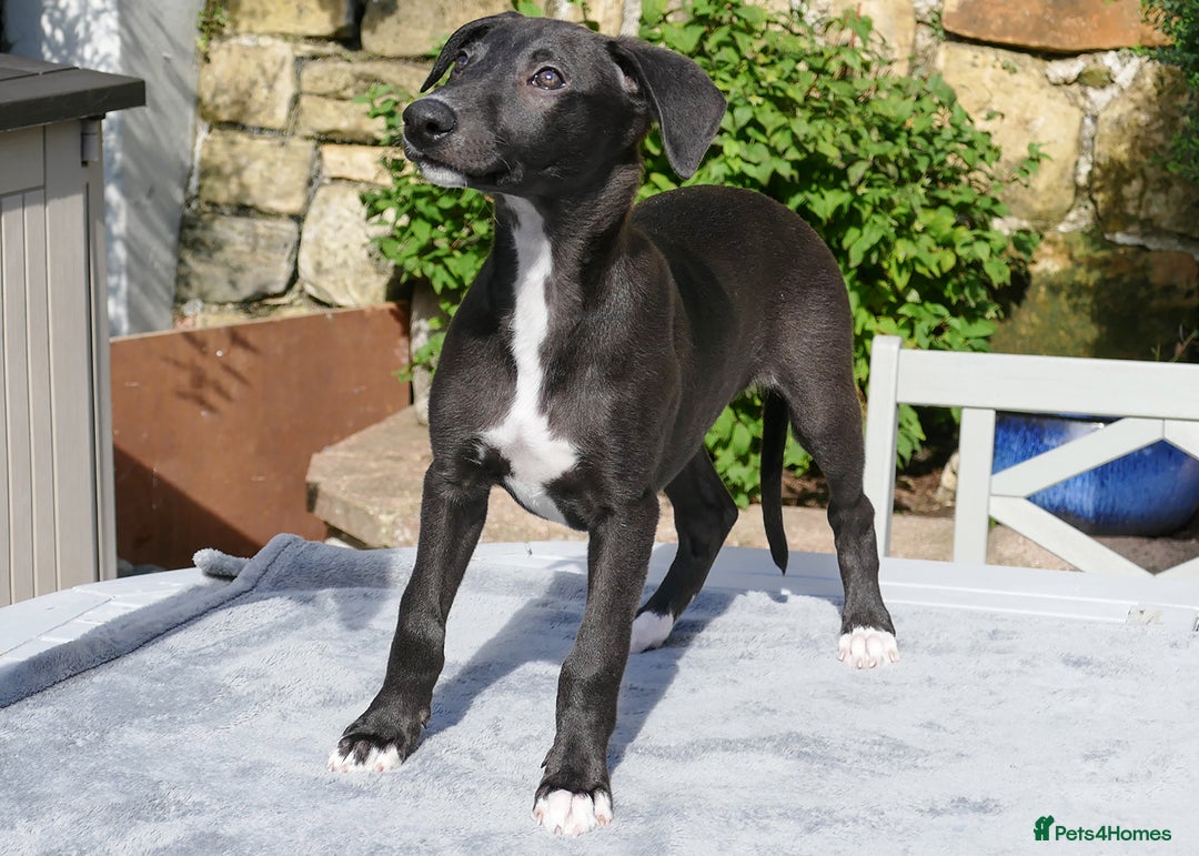 Whippet dogs for sale: Pedigree Whippet Purebred Girl now available - Image 6