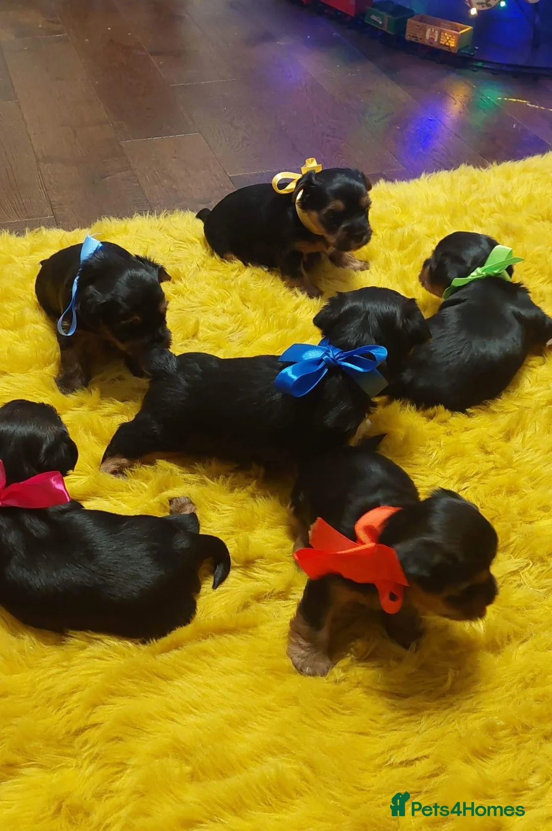 Yorkshire Terrier dogs for stud:  PEDIGREE Yorkshire terrier for STUD  in Hull - Advert 16