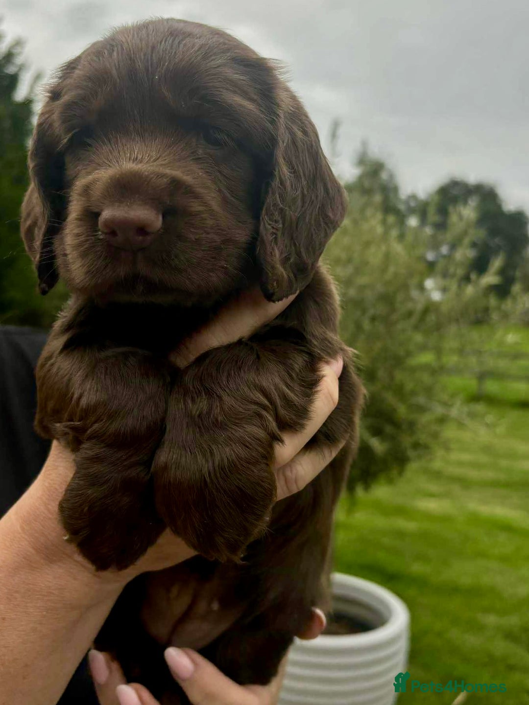 Cocker Spaniel dogs for sale: Cocker Spaniel Purebred Puppies Bitches available - Image 11