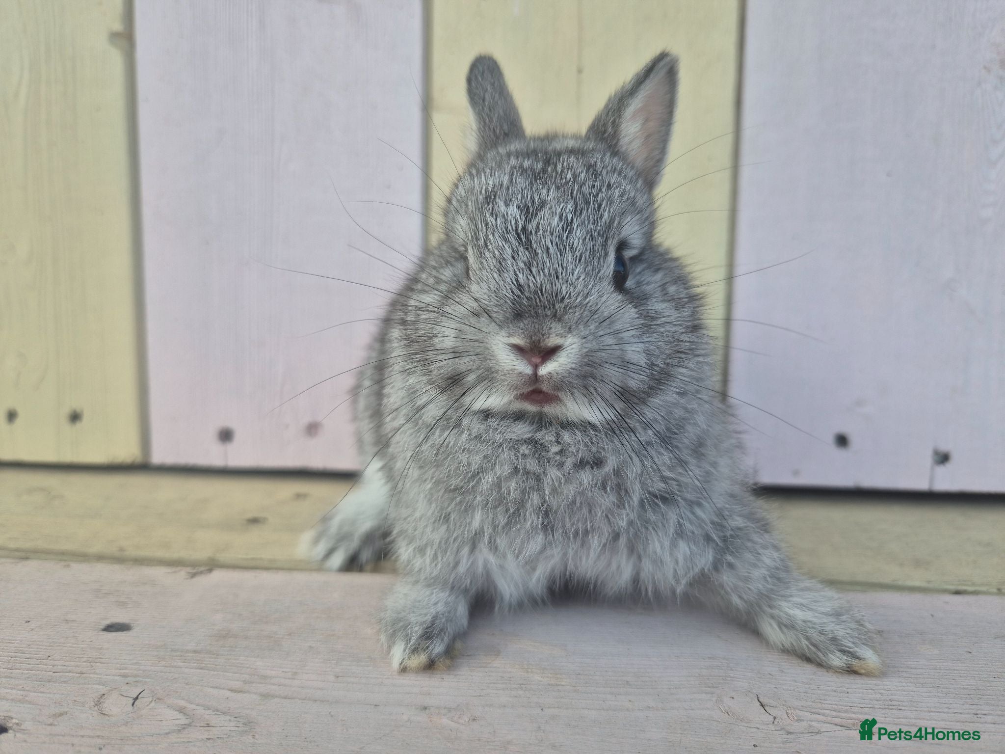 Netherland Dwarf rabbits 💜 PRETTIEST COLOURED NETHERLAND DWARF BABIES 💜 - Advert 1
