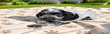 Cocker Spaniel 3