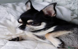 Chihuahua dogs for sale: Free to a lovely home. Loving Chihuahua - Image 2
