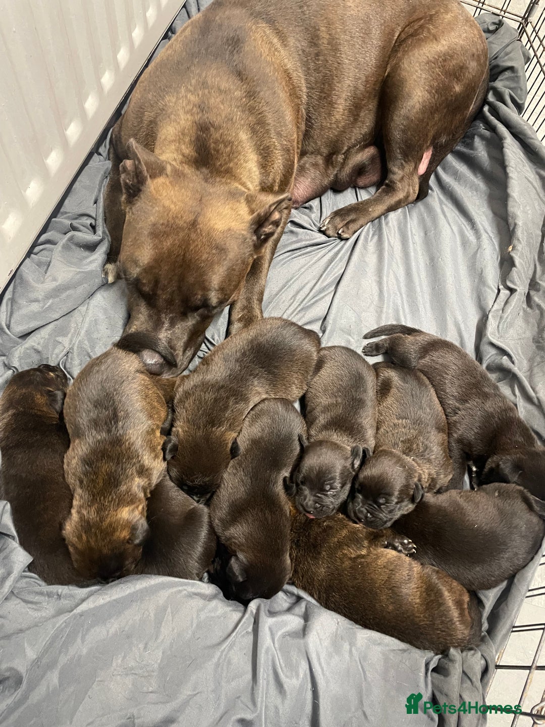 Mixed Breed dogs for sale: Staffy X Rottweiler puppies for sale - Image 18