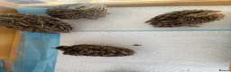 Quail poultry for sale: Mearns Quail Chicks - Advert 4