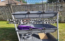 English Lop rabbits for sale: New Home for Milo - Image 2