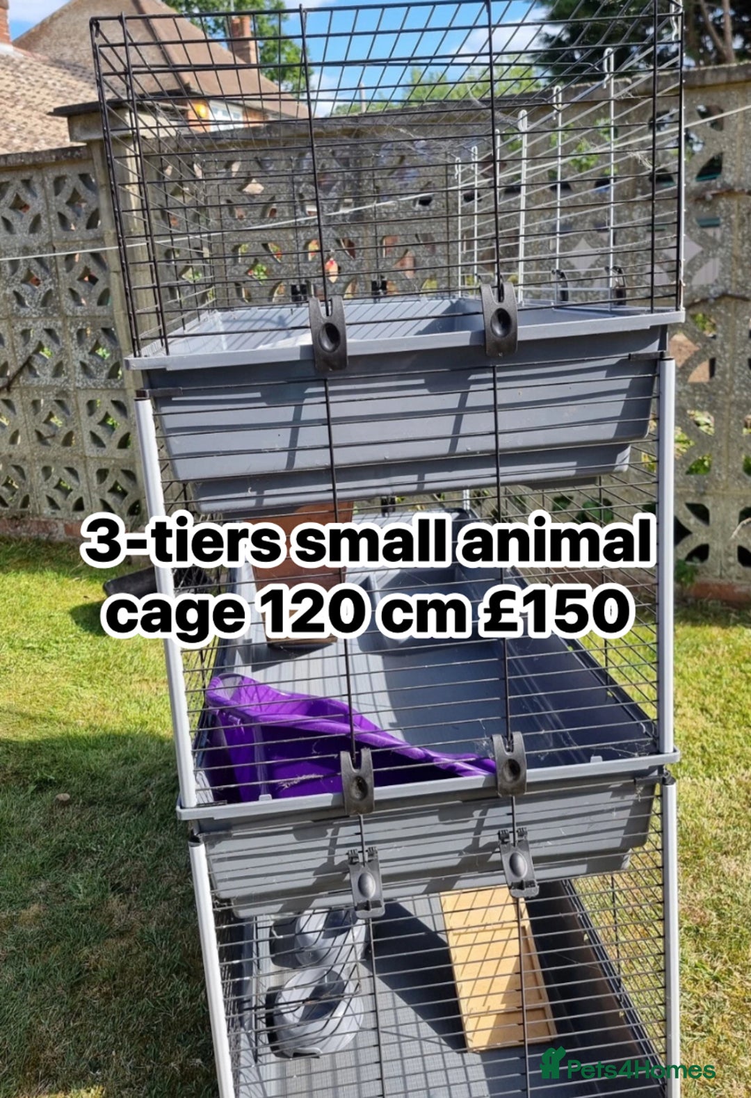 English Lop rabbits for sale: New Home for Milo - Image 2