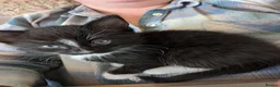 Mixed Breed cats for sale: Kittens for sale  in Stoke-on-Trent - Advert 17