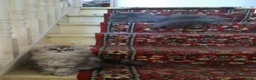 Siberian cats for sale: Absolutely Fabulous Kittens - Advert 9