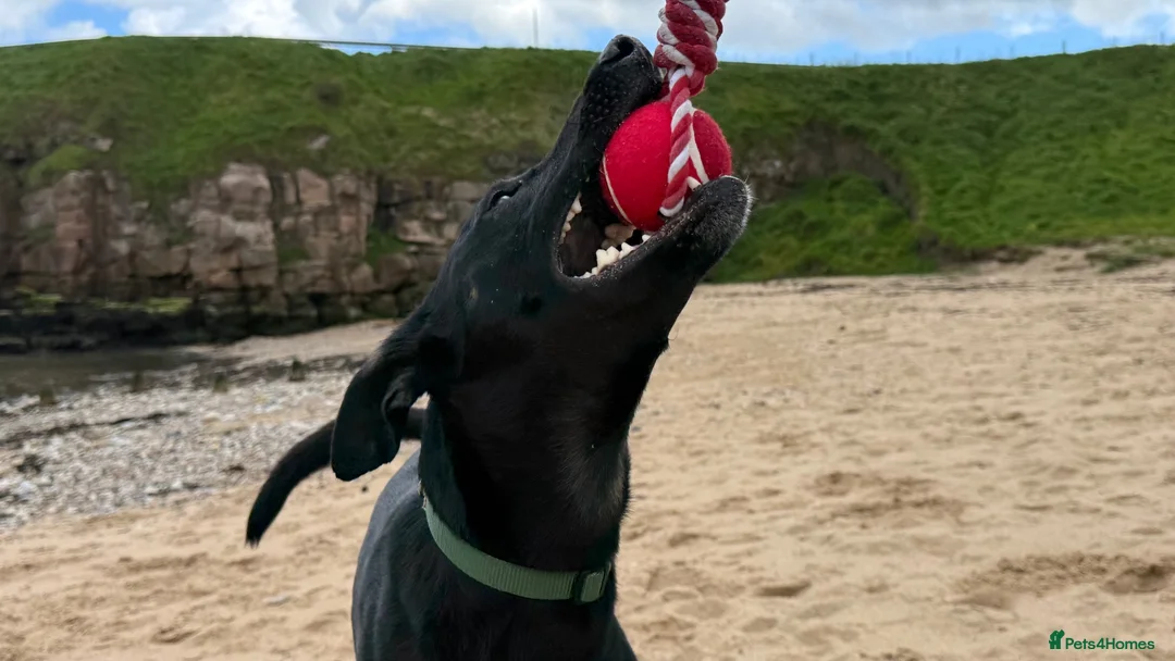 Mixed Breed dogs for sale: Dog for rehoming  in Whitley Bay - Advert 2