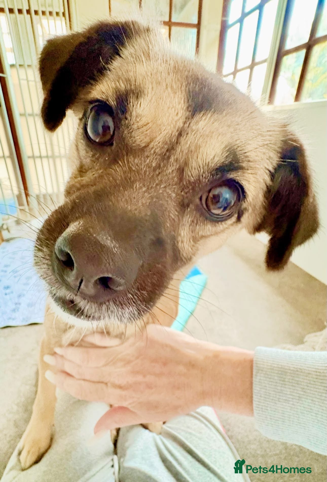 Mixed Breed dogs Meet Marlene  12 months old  6.7kg Romanian mix  - Advert 8