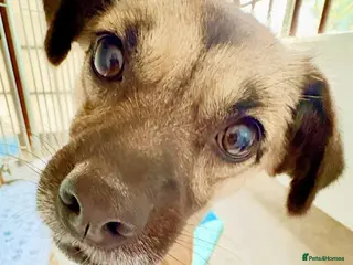 Mixed Breed dogs Meet Marlene 12 months old 6.7kg Romanian mix - Advert 8