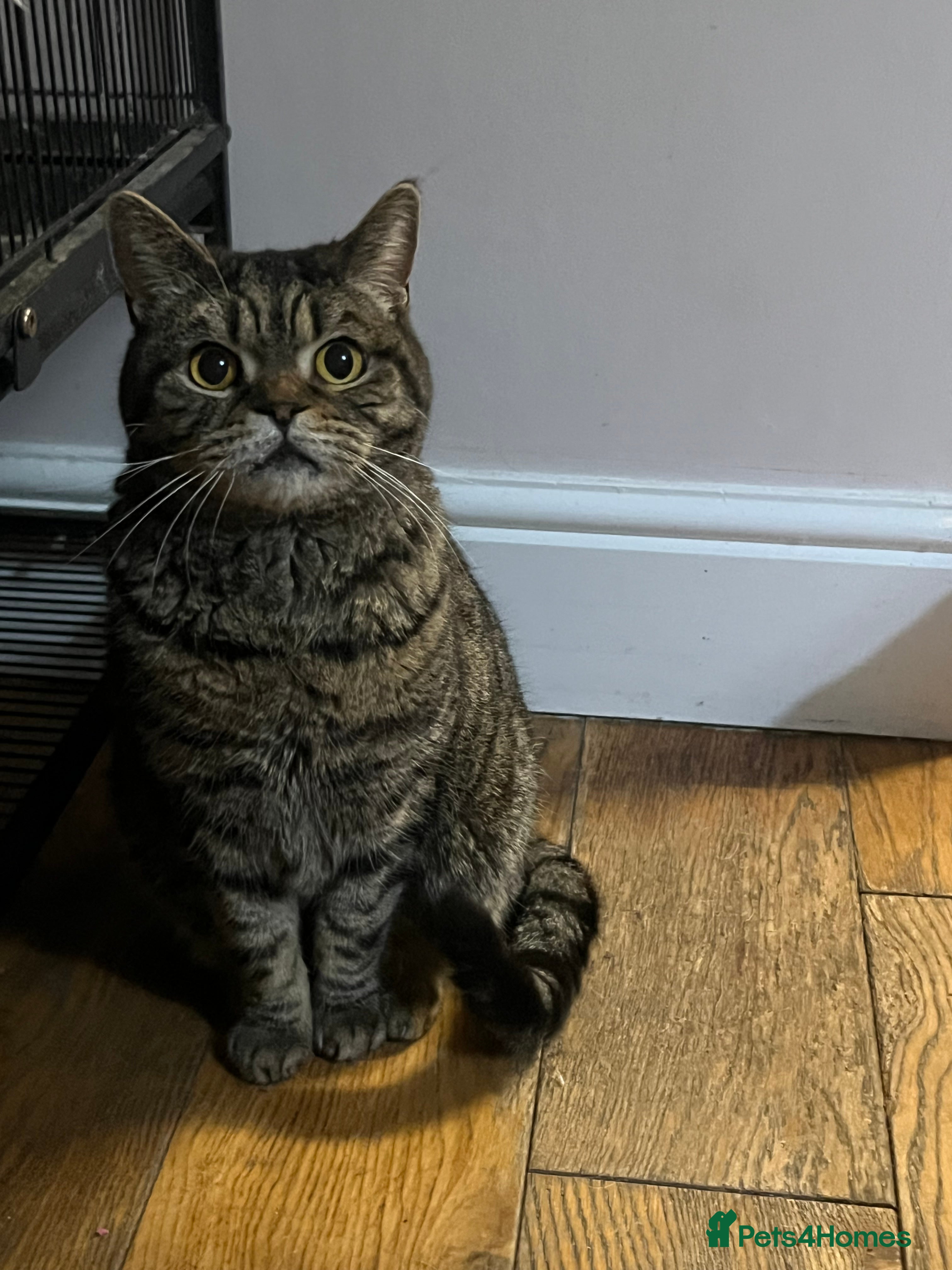 British Shorthair cats Beautiful Tabby BSH needs new loving home. - Advert 1